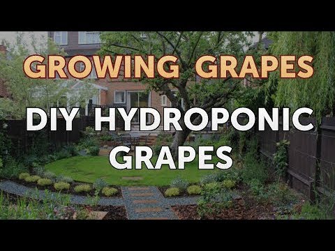 What Type of Fertilizer to Use on Grape Vines