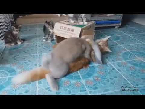 That's how you get Cabbit #cabbit