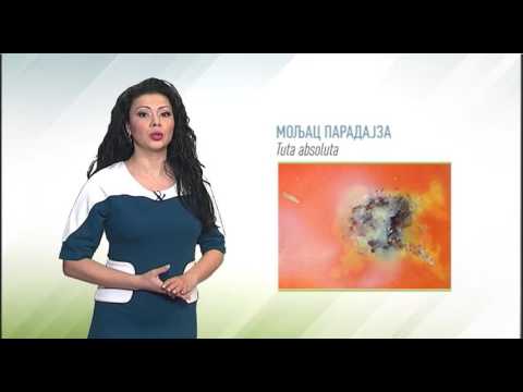 Zelena prognoza, 28.4.2016. - O moljcu paradajza