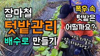 폭우 속 텃밭은 어떨까요? / 장마철 텃밭관리 / 배수로 만들기 / 아프지 말고 잘 자라다오
