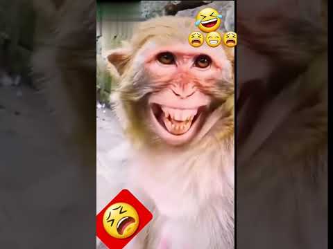 donkey और monkey 😫🐒😁 funny video #shorts