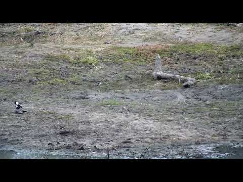 Djuma: Blacksmith Lapwing parent and three chicks - 06:06 - 09/04/2022