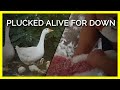 Sensitive Geese Plucked Alive Killed For Down Jackets