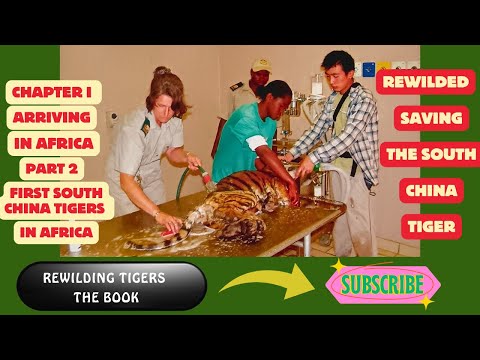 Rewilded Chapter 1: Part 2 - First South China Tigers in Africa: Cathay & Hope