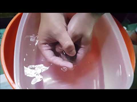 download lagu mp3 mp4 Tilapia Eggs, download lagu Tilapia Eggs gratis, unduh video klip Tilapia Eggs