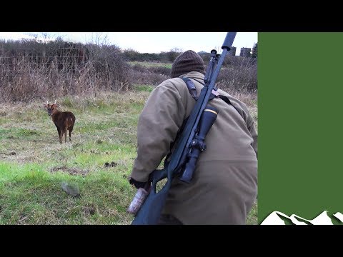 Norfolk muntjac stalking