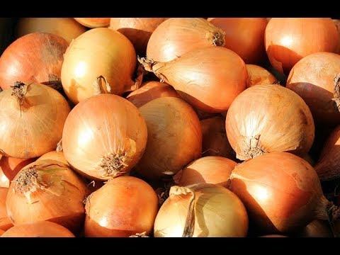 HINDUSKA VE TOYUQLAR UCUN UCUZ SOGAN