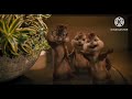 Alvin And The Chipmunks 2007 Christmas Don T Be Late Reprise Acapella In Real Voices