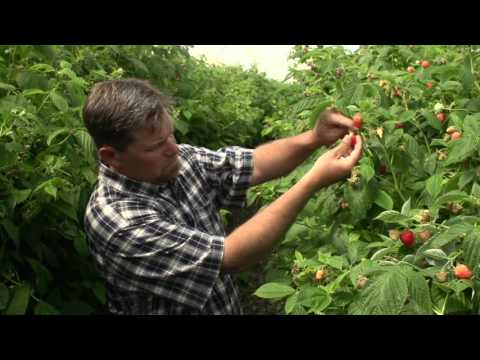 download lagu mp3 mp4 When Are Blackberries In Season, download lagu When Are Blackberries In Season gratis, unduh video klip When Are Blackberries In Season