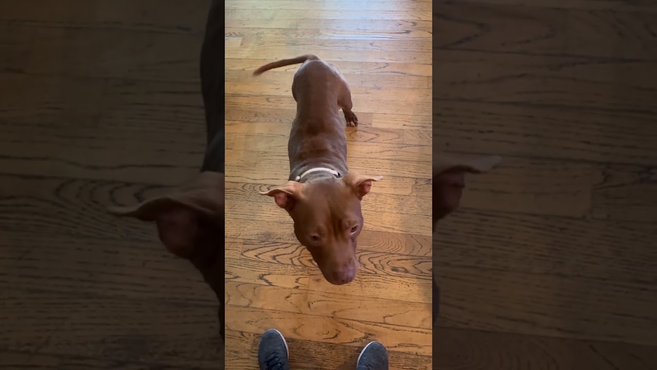 Enlarge Cocoa, a Adoptable mixed breed in Northbrook, IL video 6/6