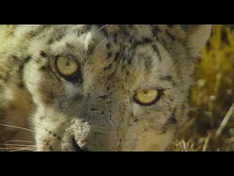Disneynature: Born in China - Trailer