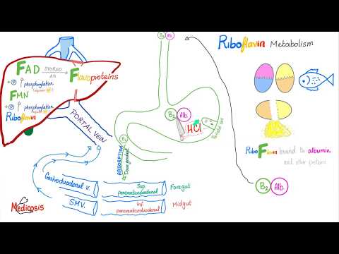 Vitamin B2 (Riboflavin) As An Enzyme Cofactor - Diet and Nutrition Series
