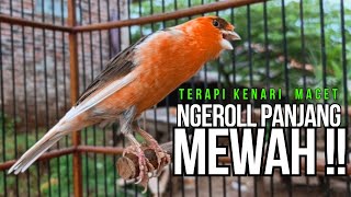Download lagu CUIT Cuit Kenari GACOR ngerol PANJANG AMPUH untuk PANCINGAN & MASTERAN Kenari PAUD cepat BUNYI mp3