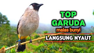 Download lagu Kicau Burung Kutilang Ter Gacor Untuk Masteran Juara mp3