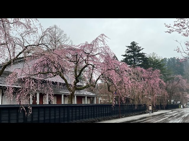 2025 [Kakunodate Cherry Blossoms] Blooming Status April 20th