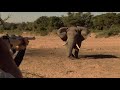 World S Greatest Elephant Hunts