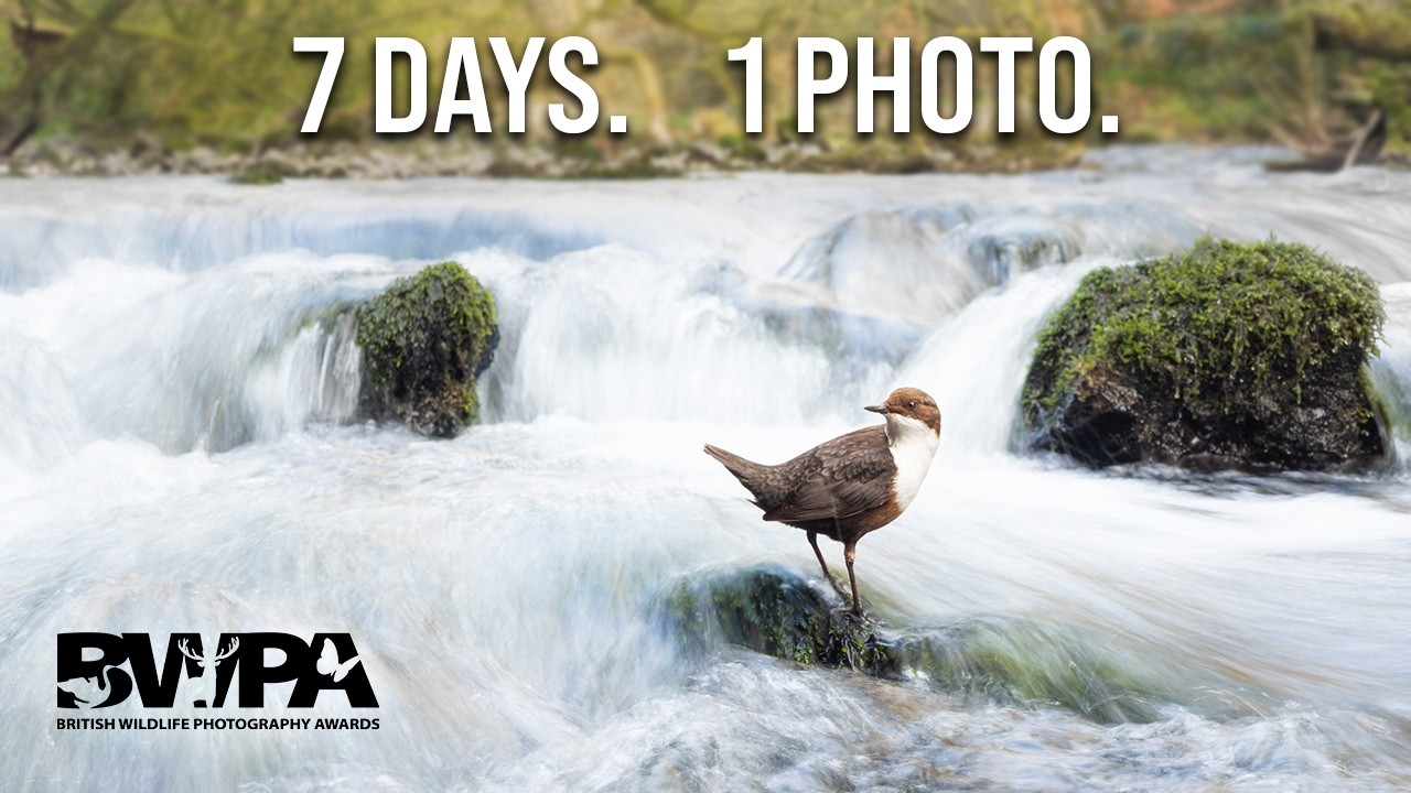 How This Image Won a British Wildlife Photography Award