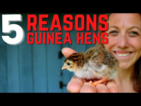 , title : 'Top 5 Reasons You Need to Get Guinea Fowl - Raising Guinea Fowl Tips'