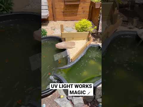 Pond went from green to clear in 5 DAYS‼️‼️ #shortsvideo #shortsfeed