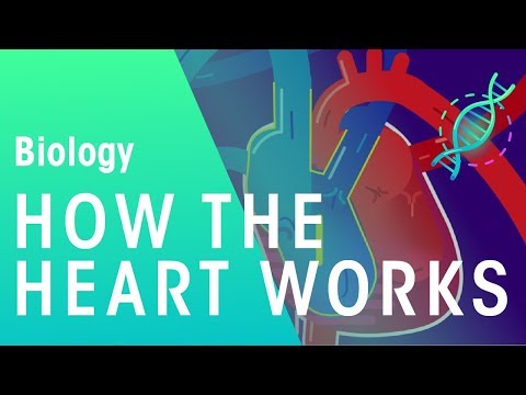 How the Heart Works | Physiology | Biology | FuseSchool