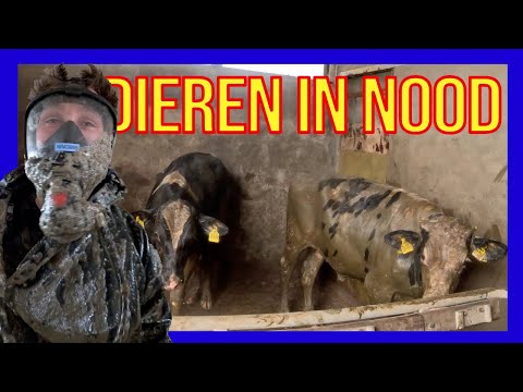 Kalf in de put - VOLUNTEERS DUTCH FIREFIGHTERS -