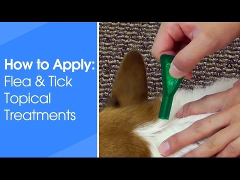 How to Apply Flea & Tick Topical Treatments