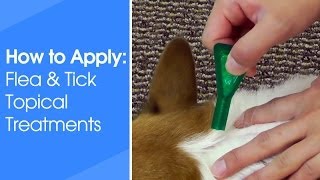 How to Apply Flea & Tick Topical Treatments