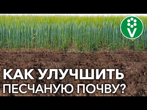 КАК ПРЕВРАТИТЬ ПЕСЧАНЫЕ ПОЧВЫ В ЧЕРНОЗЕМ? Природные методы улучшения плодородия