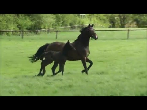 Holsteiner Stutfohlen von Kannan- Caretino- Calando I- Capitano