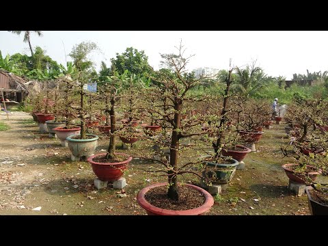 VƯỜN MAI SÁU TÂM 0909128279 NGÀY 25 TẾT - LINH ĐÔNG THỦ ĐỨC.