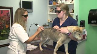 preview picture of video 'Tanglewilde Veterinary Clinic - Short | Houston, TX'