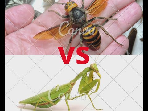 louva deus vs Vespa asiática