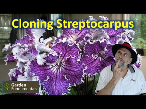 Streptocarpus (cape primrose) - Vegetative  Propagation ✂️🎊💎 Cloning FREE Plants
