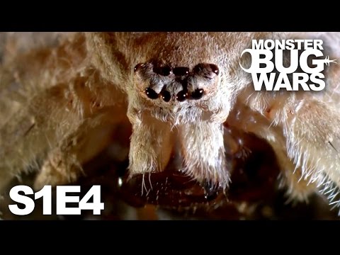 MONSTER BUG WARS | Shape-Shifters | S1E4