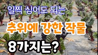 일찍 심어도 되는 추위에 강한 작물? 텃밭 작물은 지금부터 준비해야