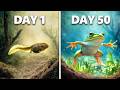 Raising Tadpoles into Frogs (50 Day Evolution)