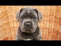 Cane Corso dogs for sale: Alaska (Champion Bloodline) - Video 1