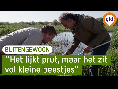 De waarde van riviermoerassen: 'Biodiversiteit explodeert als er water blijft staan' | BuitenGewoon
