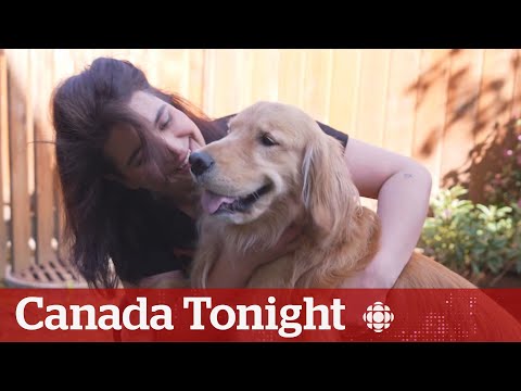 Golden Retriever Stella Sets New Precedent for Pet Custody Laws in British Columbia
