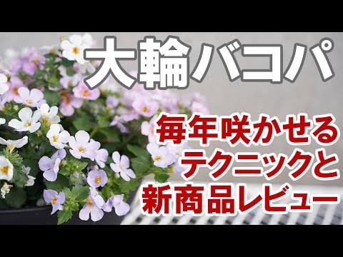 園芸 バルコニー バコパ、観賞用バコパ