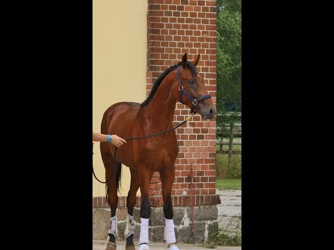 -sold- Quadriga: Stallion 2015 by Dr. Jackson/Ron Rubin/Diamond Hit