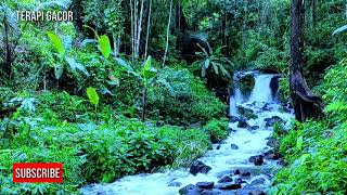 Download lagu 2 jam terapi burung stres macet bunyi dengan suara hutan dan burung di alam liar mp3