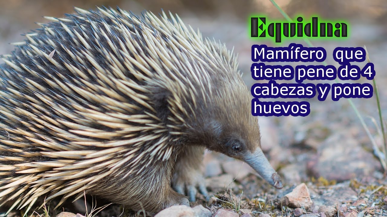 Equidna mamífero con pene de 4 cabezas y pone huevos.
