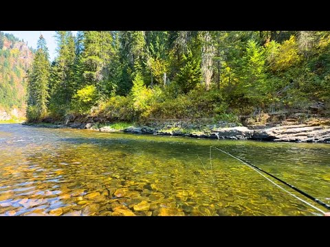This small stream in Idaho is PACKED with fish (fly fishing for trout)