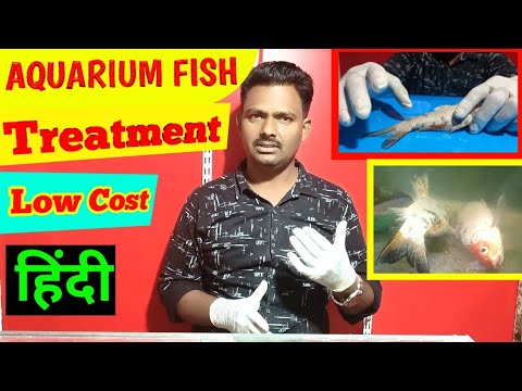 , title : 'Aquarium Medication | aquarium fish disease treatment | How to Treat Sick Fish | Aquarium decoration