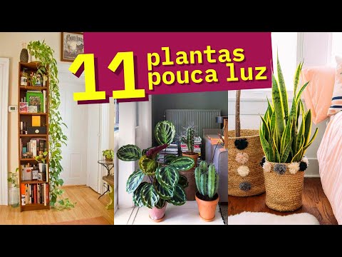 , title : '11 Plantas para POUCA LUZ'