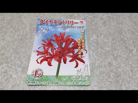 ネリネ、ガーンジーリリー 植物