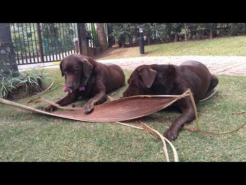 Gaia e Sarah no Retiro