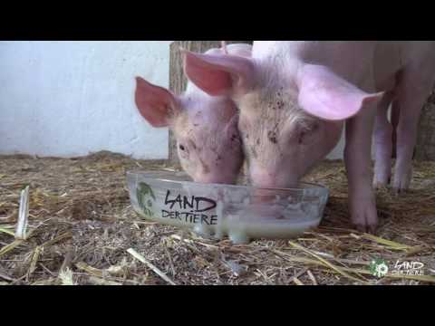 Ferkel Lulu & Pauline ziehen ins Schweineland ein