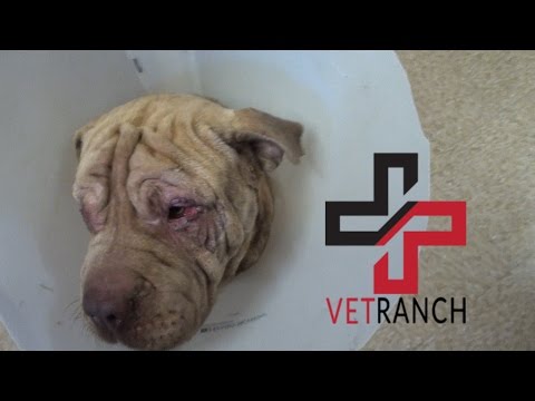 download lagu mp3 mp4 Forever Healthy Pei, download lagu Forever Healthy Pei gratis, unduh video klip Forever Healthy Pei